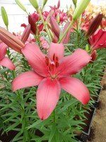 [4042 Cigalon No02.JPG]